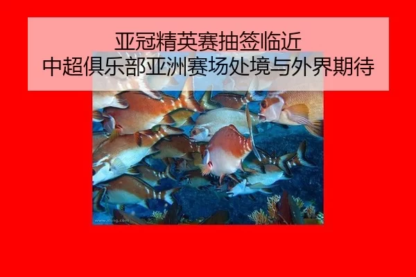 亚冠精英赛抽签临近 中超俱乐部亚洲赛场处境与外界期待